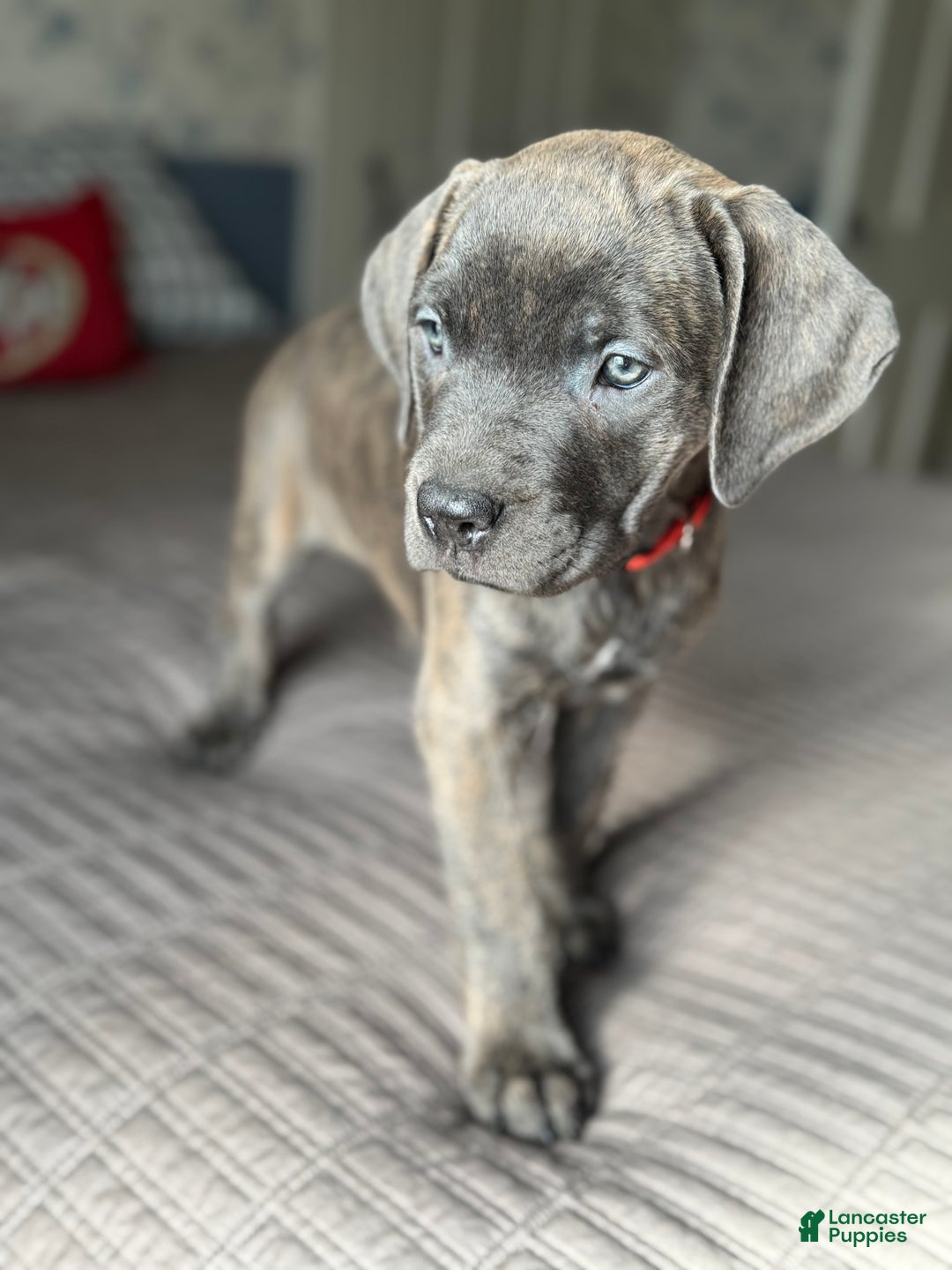 Cane Corso dogs for sale: Stormii - Ad 21