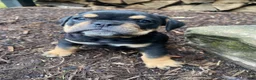 Mixed Breed dogs for sale: Toby - Ad 9