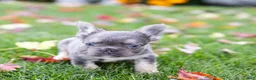 French Bulldog dogs for sale: Winston - Ad 3