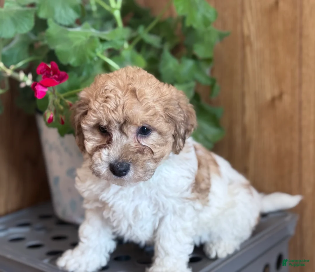 Bichpoo dogs for sale: Clown  - Ad 7