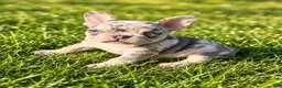 French Bulldog dogs for sale: Bluey - Ad 5