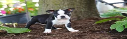Boston Terrier dogs for sale: Missy - Ad 4