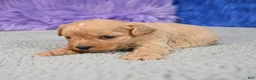 Cavapoo dogs for sale: Cavapoo 5 - Ad 18