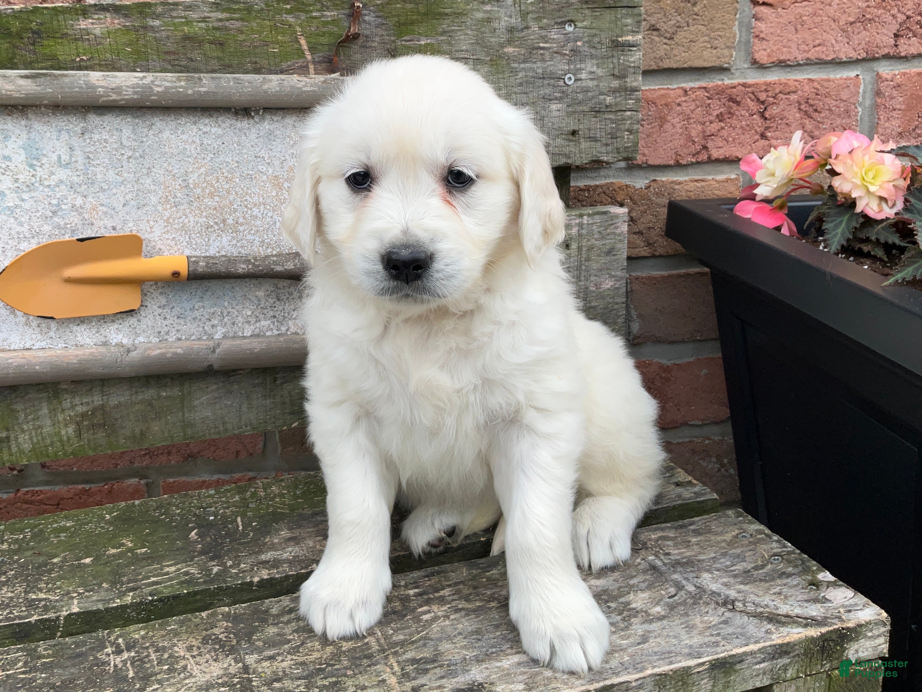 Golden Retriever dogs Josie - Ad 1