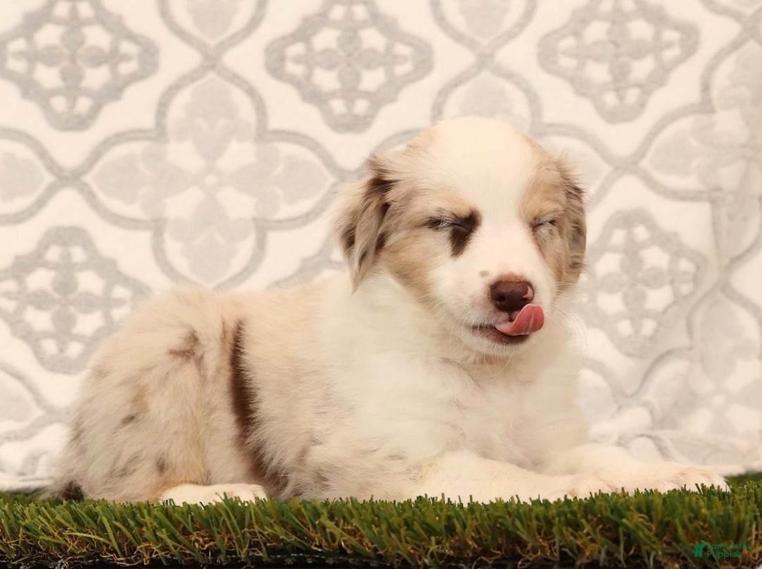 Miniature Australian Shepherd dogs for sale: Rose - Ad 9