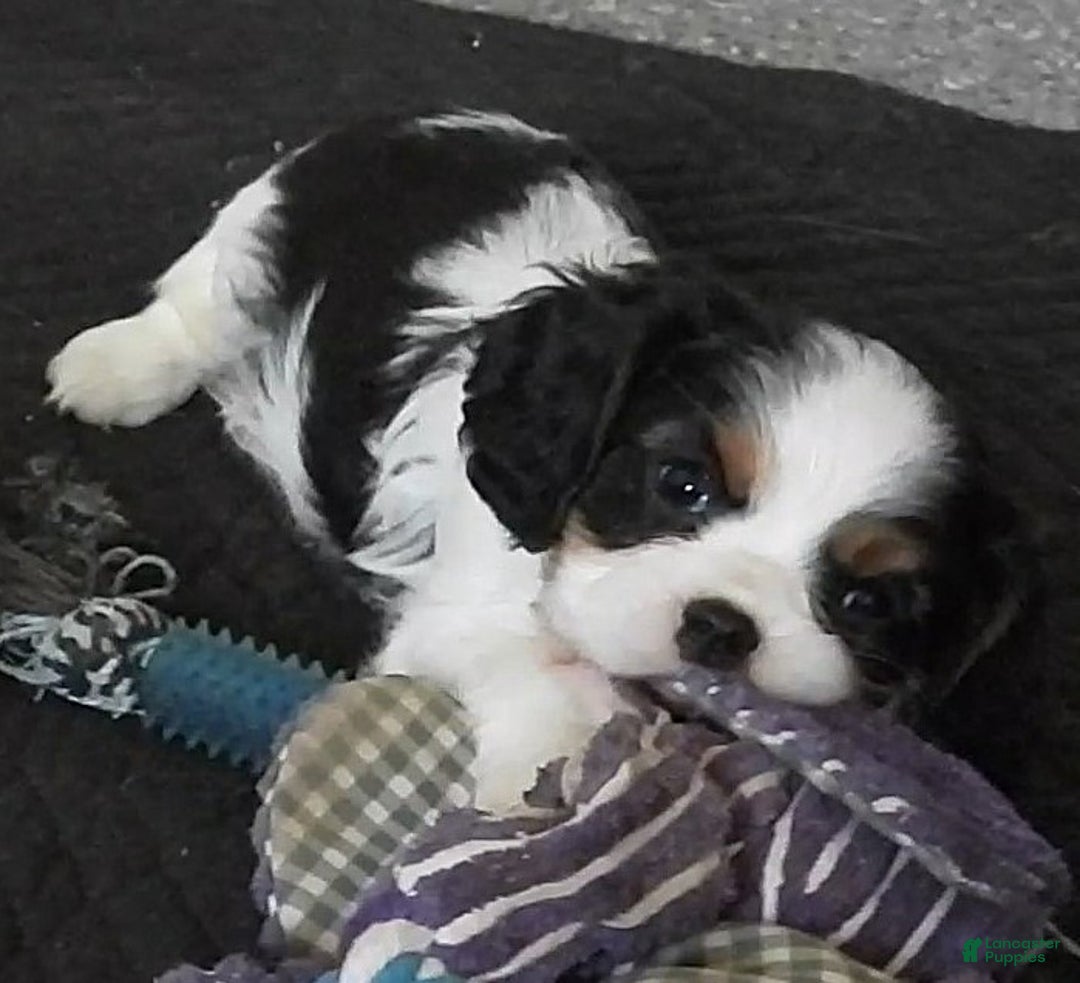 Cavalier King Charles Spaniel dogs for sale: Cavalier King Charles Spaniel Puppy 2 - Ad 4