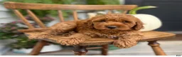 Cockapoo dogs for sale: Macy - Ad 7
