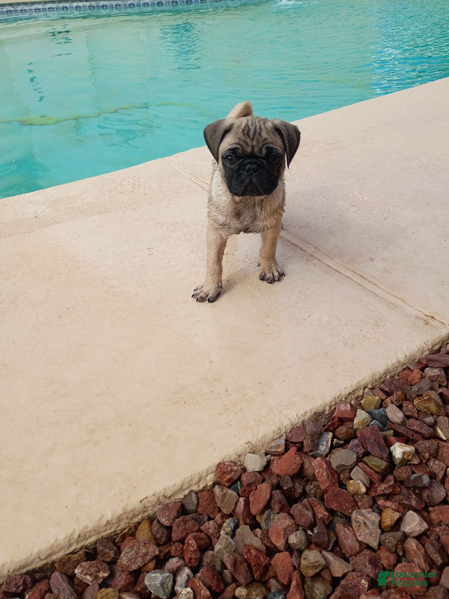 Pug dogs Pug 3 - Ad 18