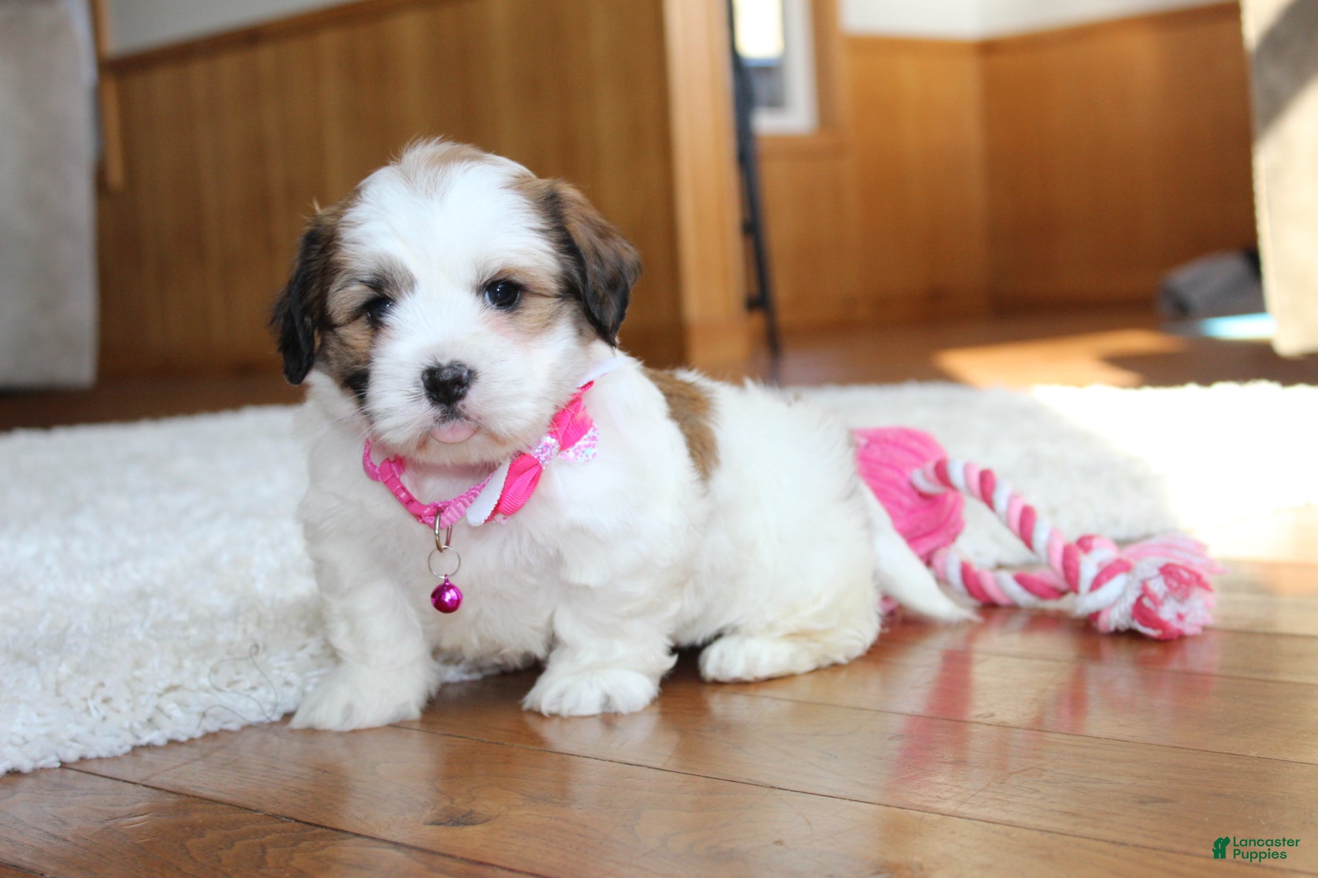 Teddy Bear dogs Lola - Ad 20