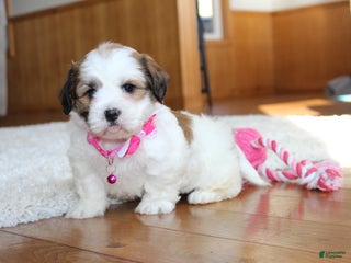 Teddy Bear dogs Lola - Ad 26