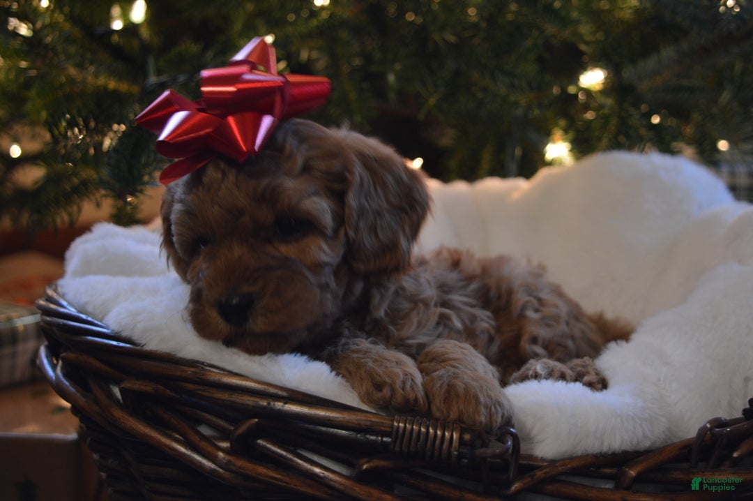 Cavapoo dogs for sale: Joy - Ad 3