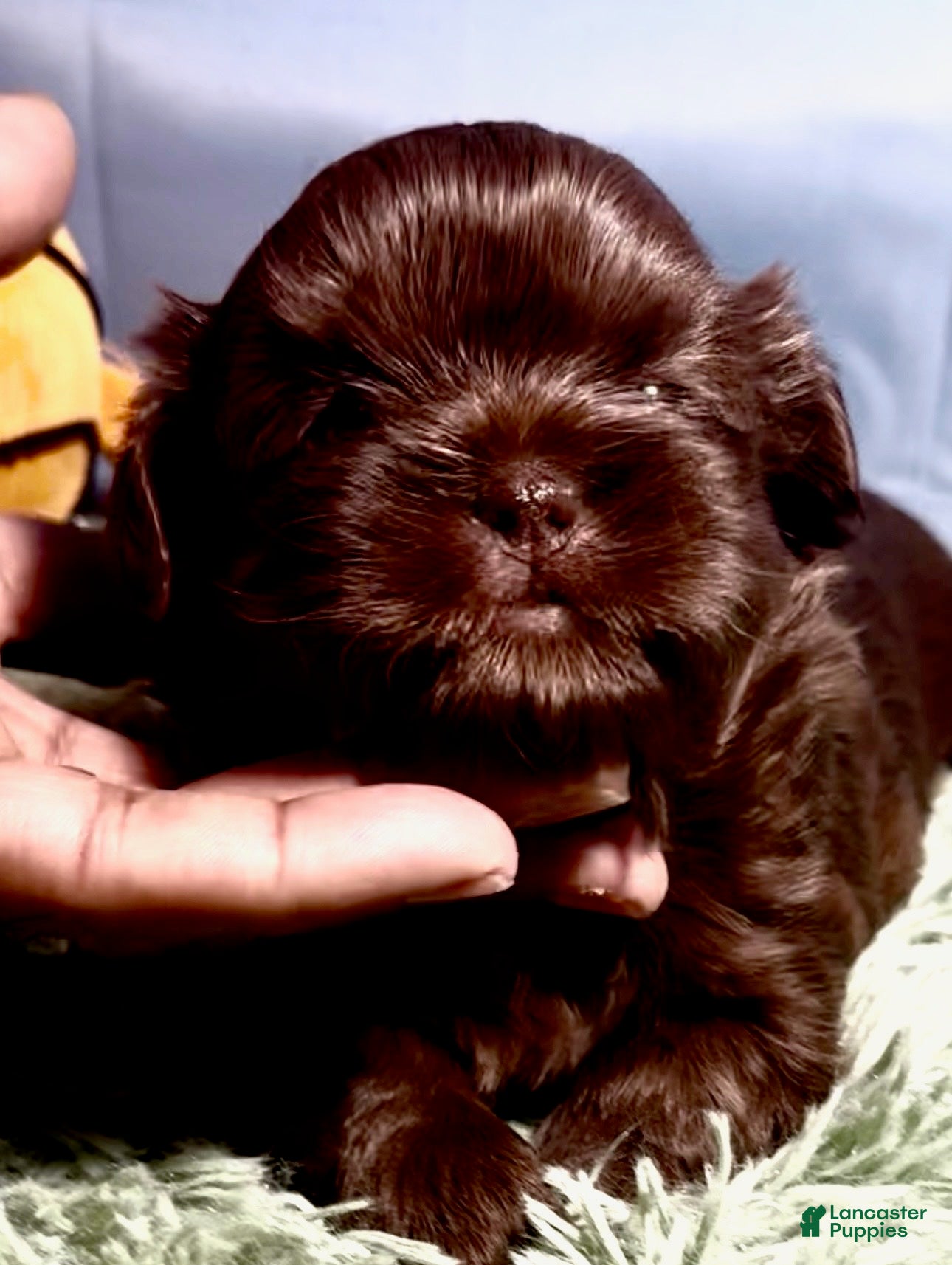 Shih Tzu dogs Dark Chocolate - Ad 2