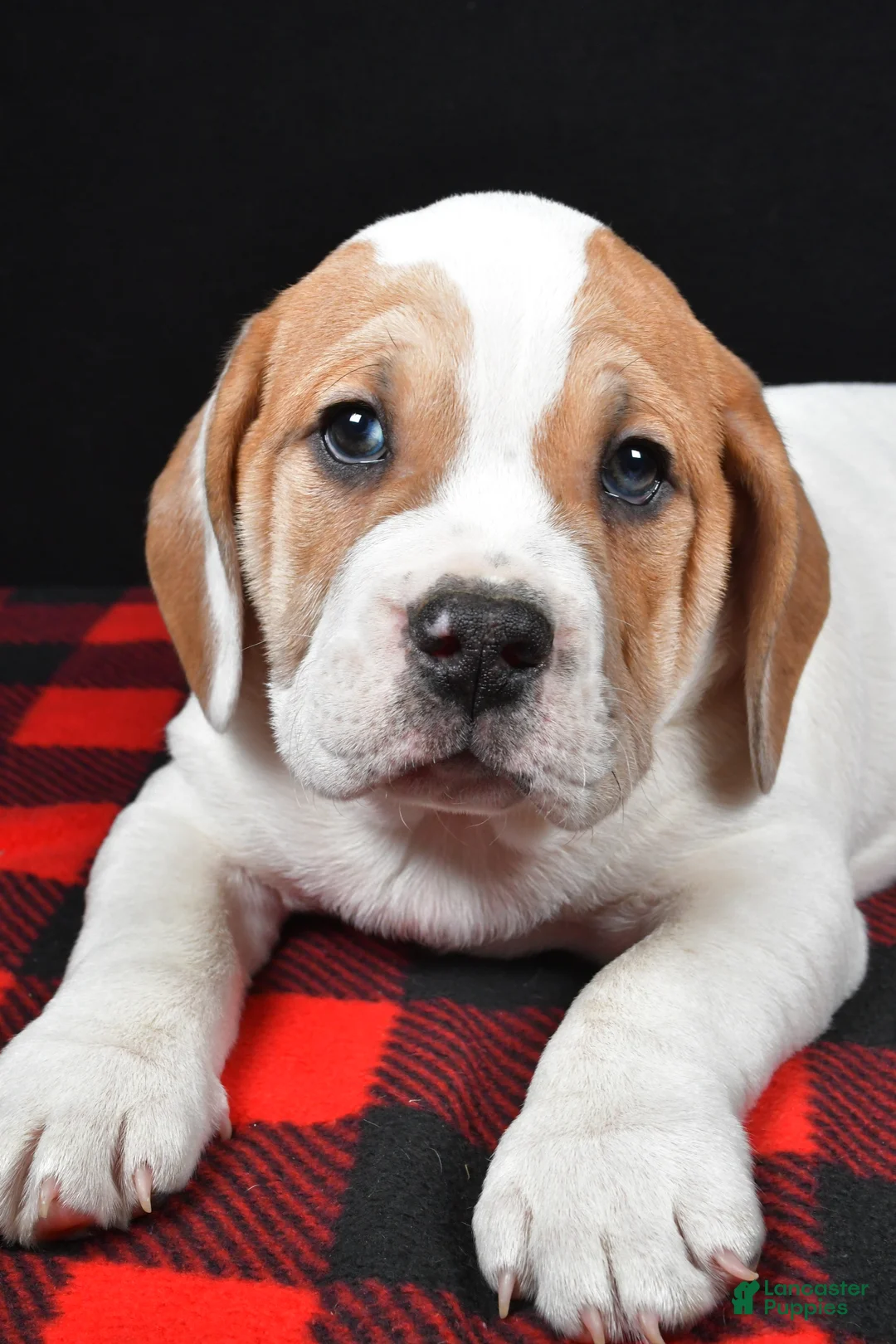 Beabull dogs for sale: Lincoln - Ad 5