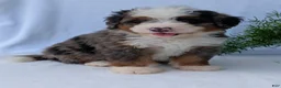 Mini Bernedoodle dogs for sale: Mini Louie  - Ad 3