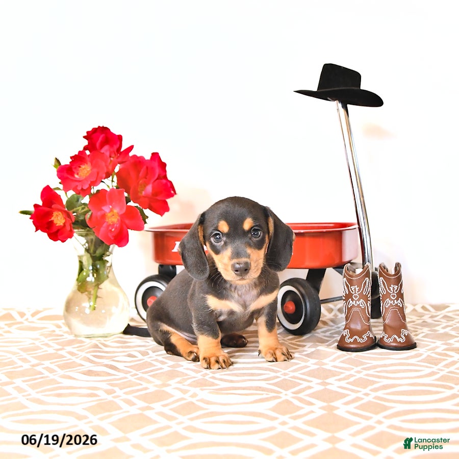 Miniature Dachshund dogs Stevey - Ad 1