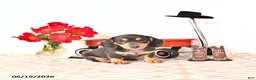Miniature Dachshund dogs for sale: Stevey - Ad 1