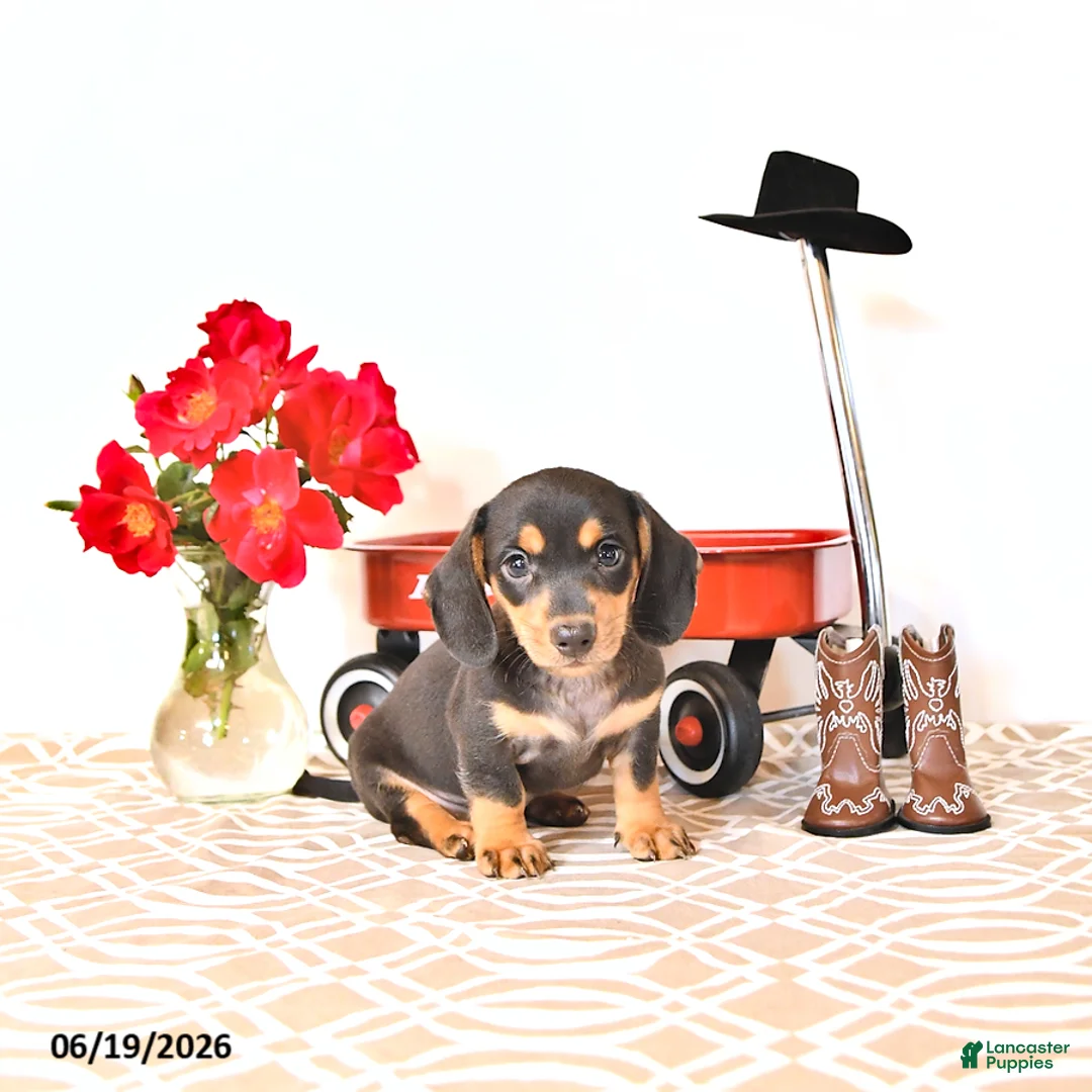 Miniature Dachshund dogs for sale: Stevey - Ad 1