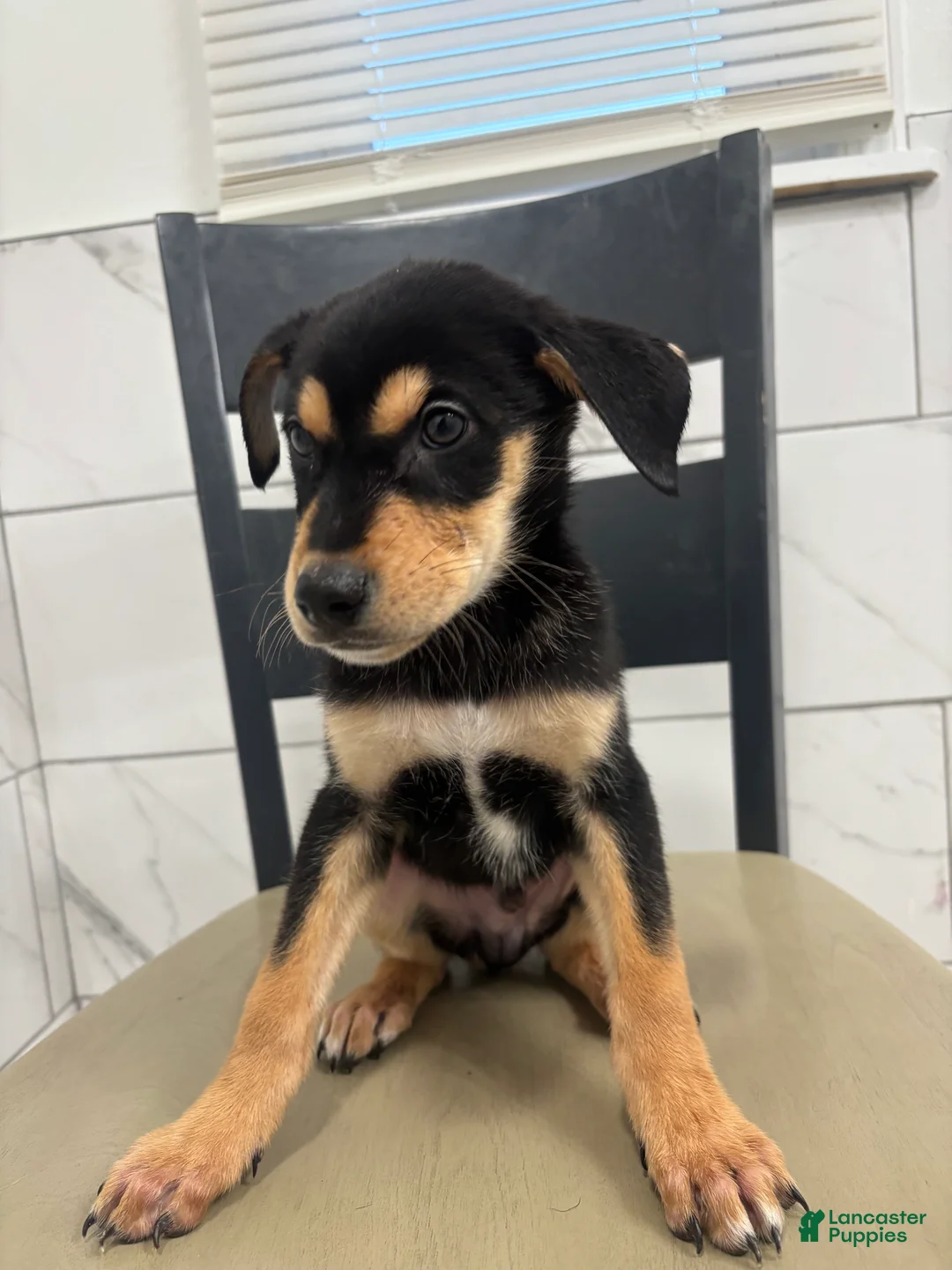 Mixed Breed dogs for sale: Mixed Breed Puppy 1 - Ad 3