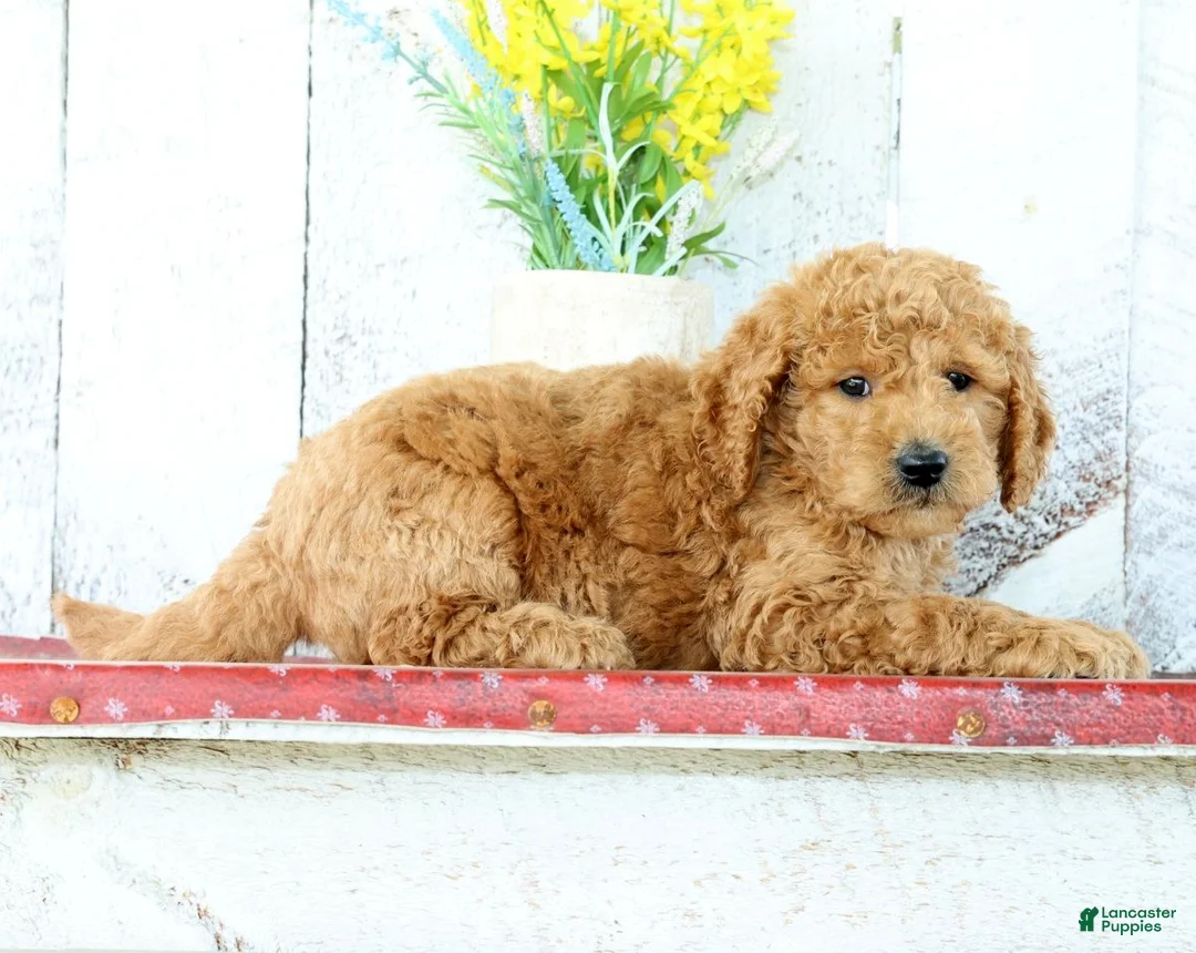 Mini Goldendoodle dogs for sale: Keith - Ad 5