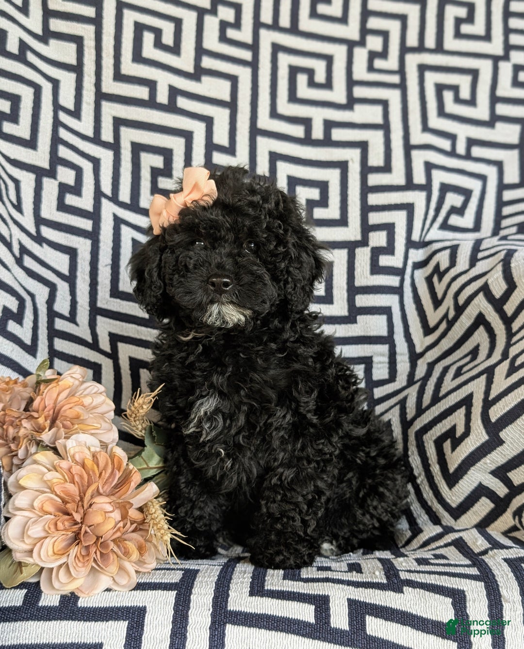 Cavapoo dogs for sale: Sophie 10 lbs Full Grown - Ad 2
