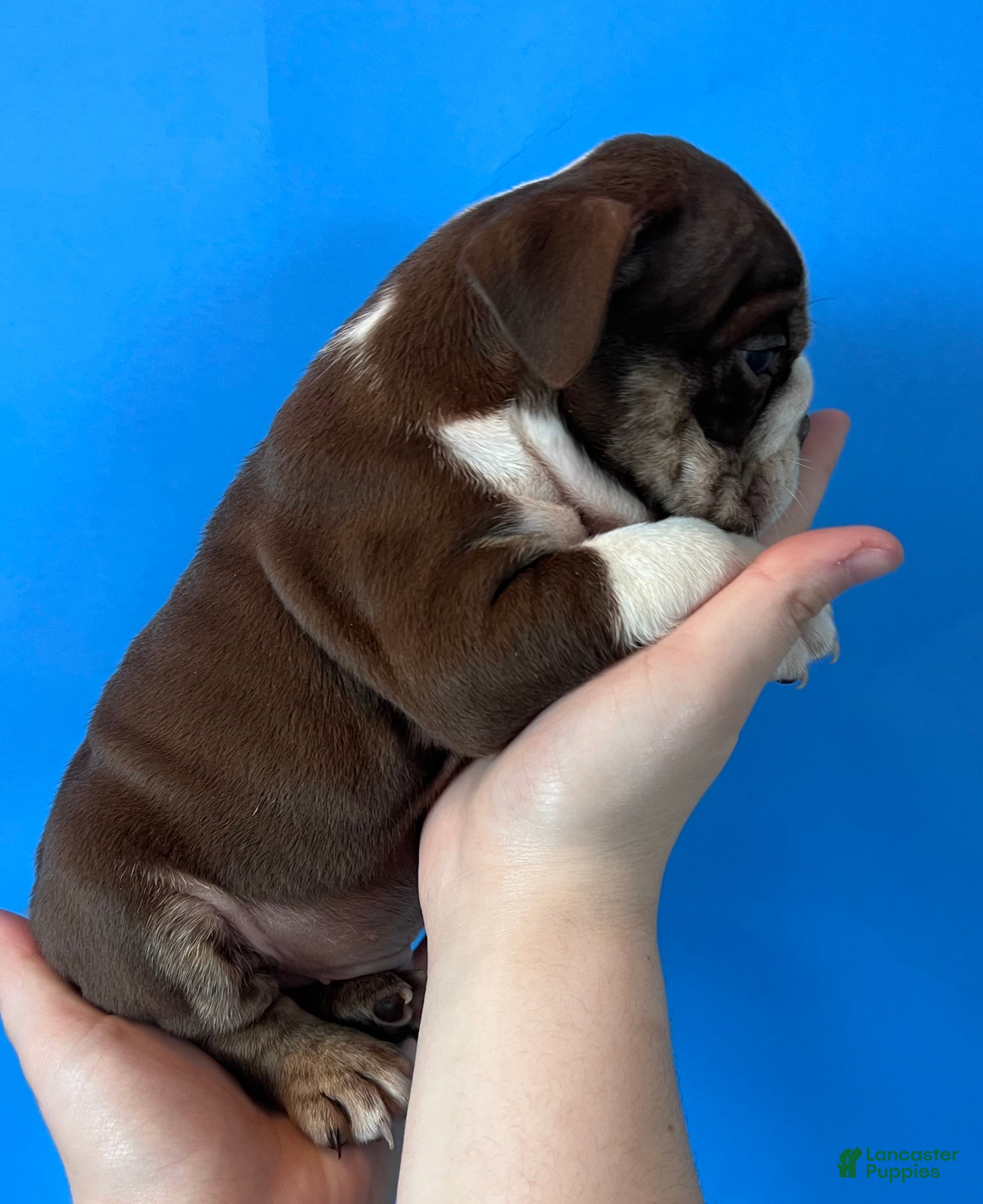 English Bulldog dogs Bully (Chocolate Trindle) - Ad 12