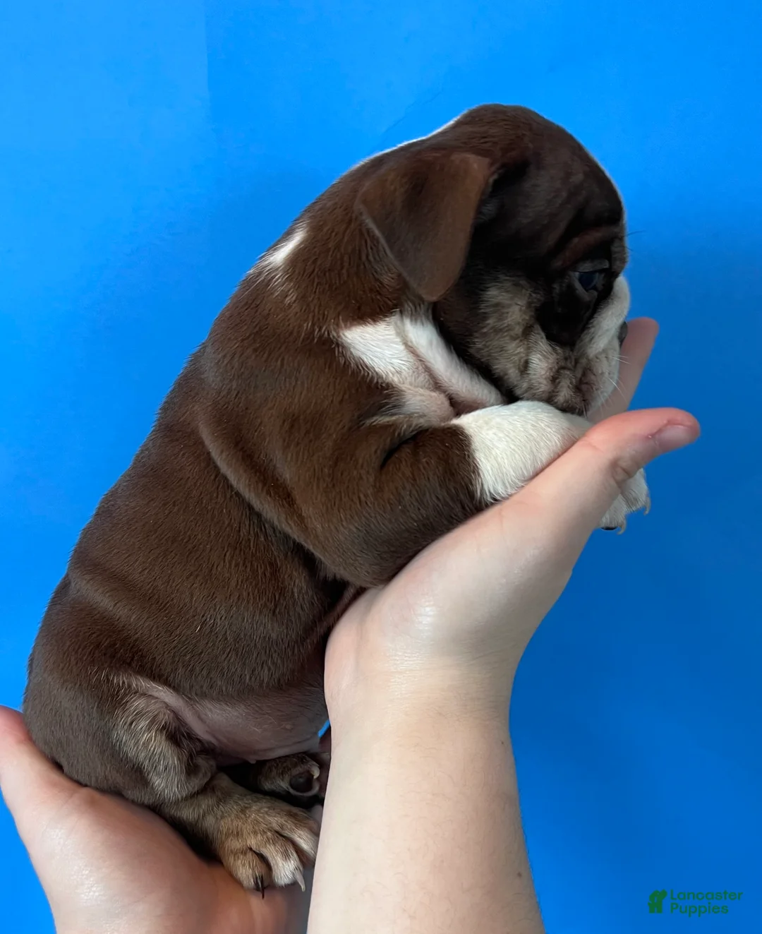 English Bulldog dogs for sale: Bully (Chocolate Trindle) - Ad 1