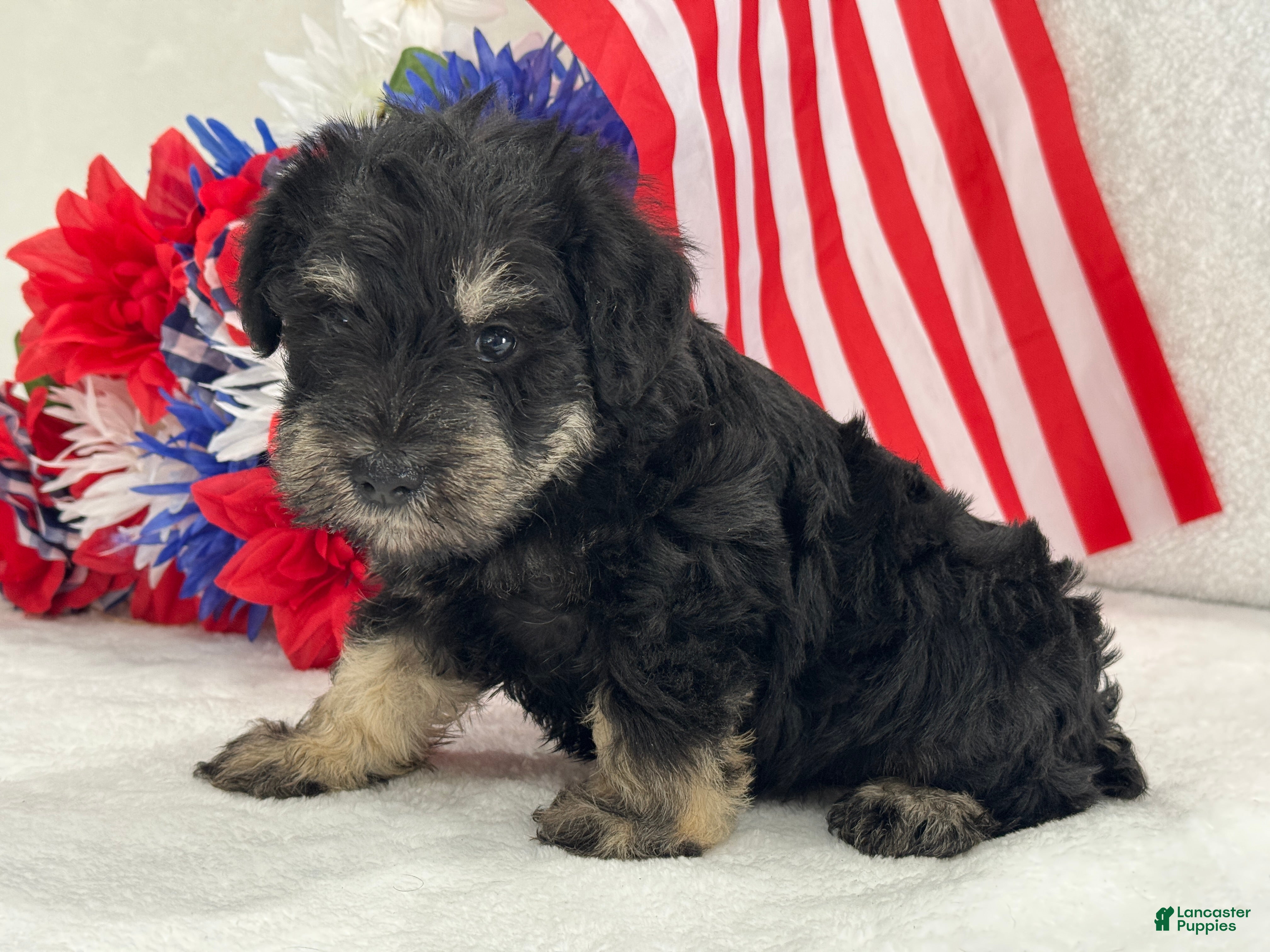 Miniature Schnauzer dogs Mae Male 2 Black & Silver AKC - Ad 18
