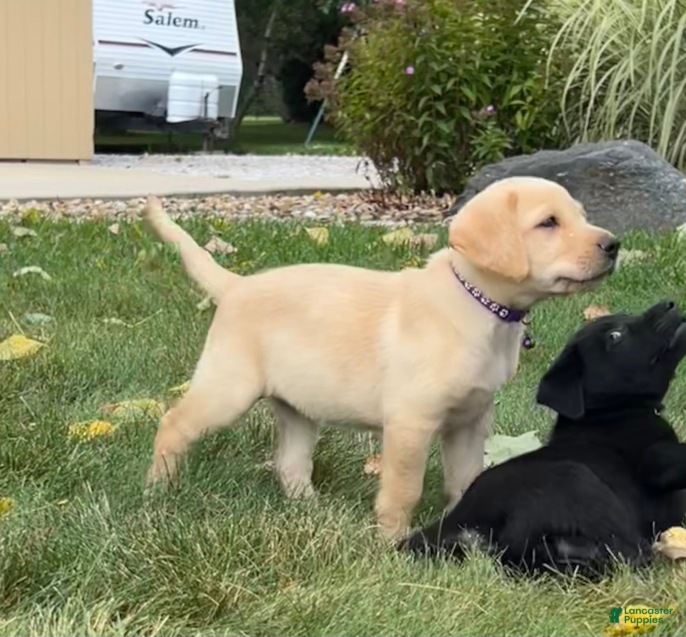 Labrador Retriever dogs  Ember - Ad 1