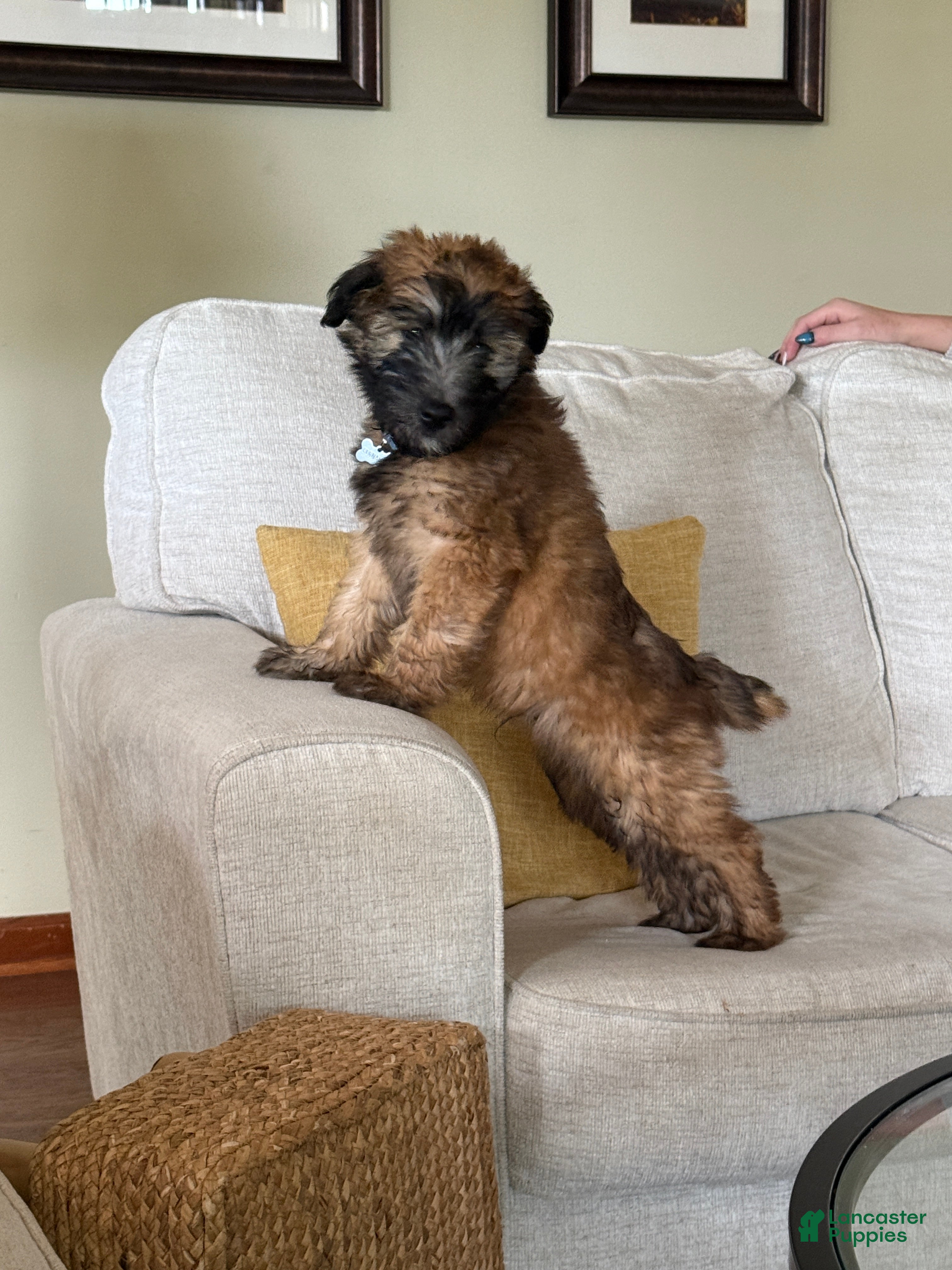 Soft Coated Wheaten Terrier dogs Soft Coated Wheaten Terrier 4 - Ad 9