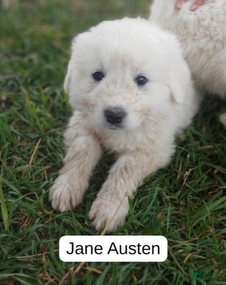Great Pyrenees dogs Jane Austen - Ad 1