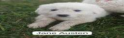 Great Pyrenees dogs for sale: Jane Austen - Ad 1