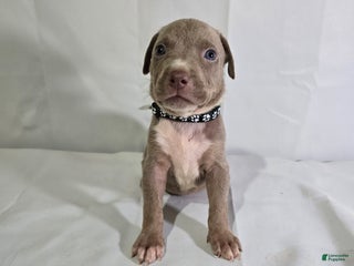 American Bully dogs - Ad 15