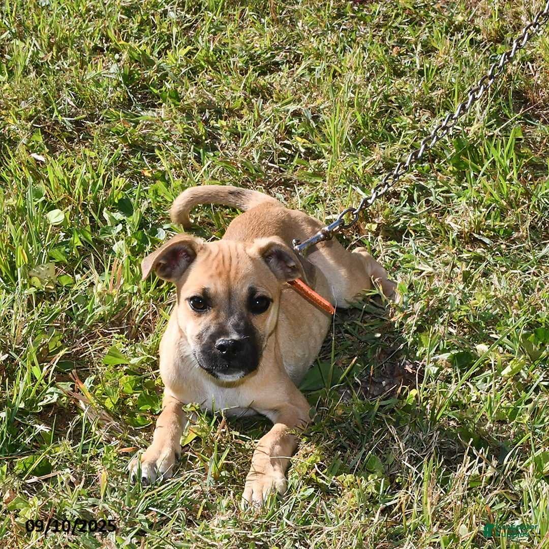 Mixed Breed dogs for sale: Shadow - Ad 2