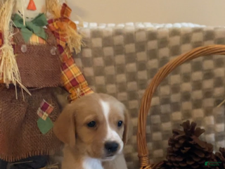 Mixed Breed dogs - Ad 23