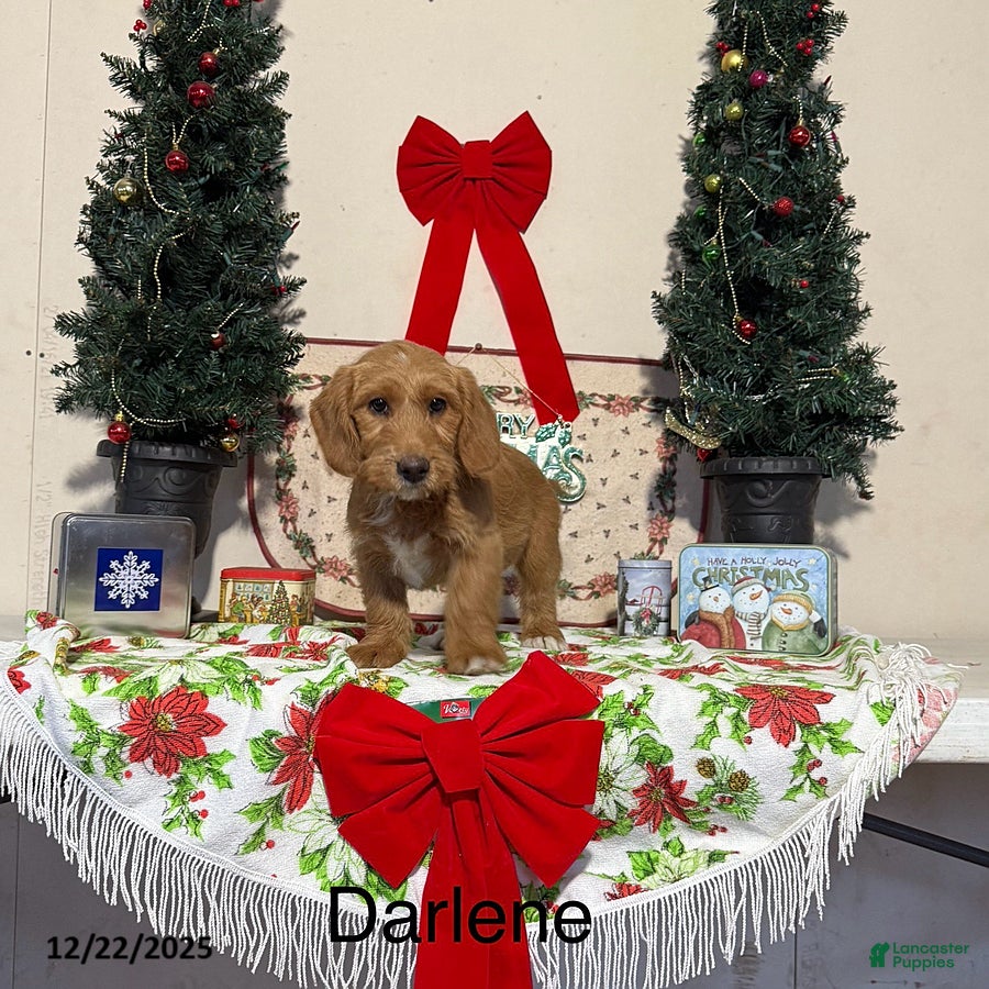 Miniature Labradoodle dogs for sale: Darlene - Ad 4