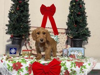 Miniature Labradoodle dogs for sale: Darlene - Ad 4