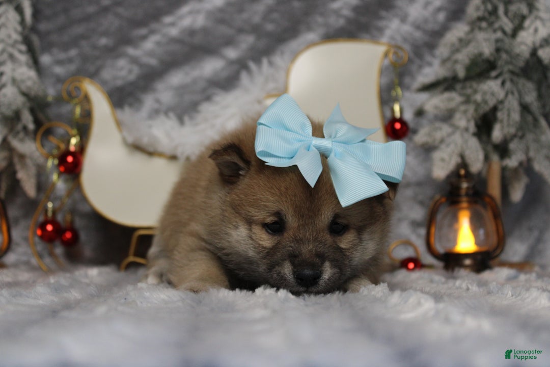 Shiba Inu dogs for sale: Brandy  - Ad 3