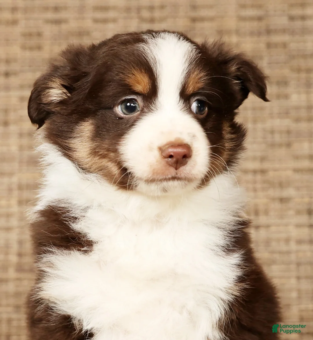Miniature Australian Shepherd dogs for sale: Shadow - Ad 9
