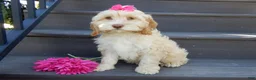 Cockapoo dogs for sale: Gracie - Ad 3