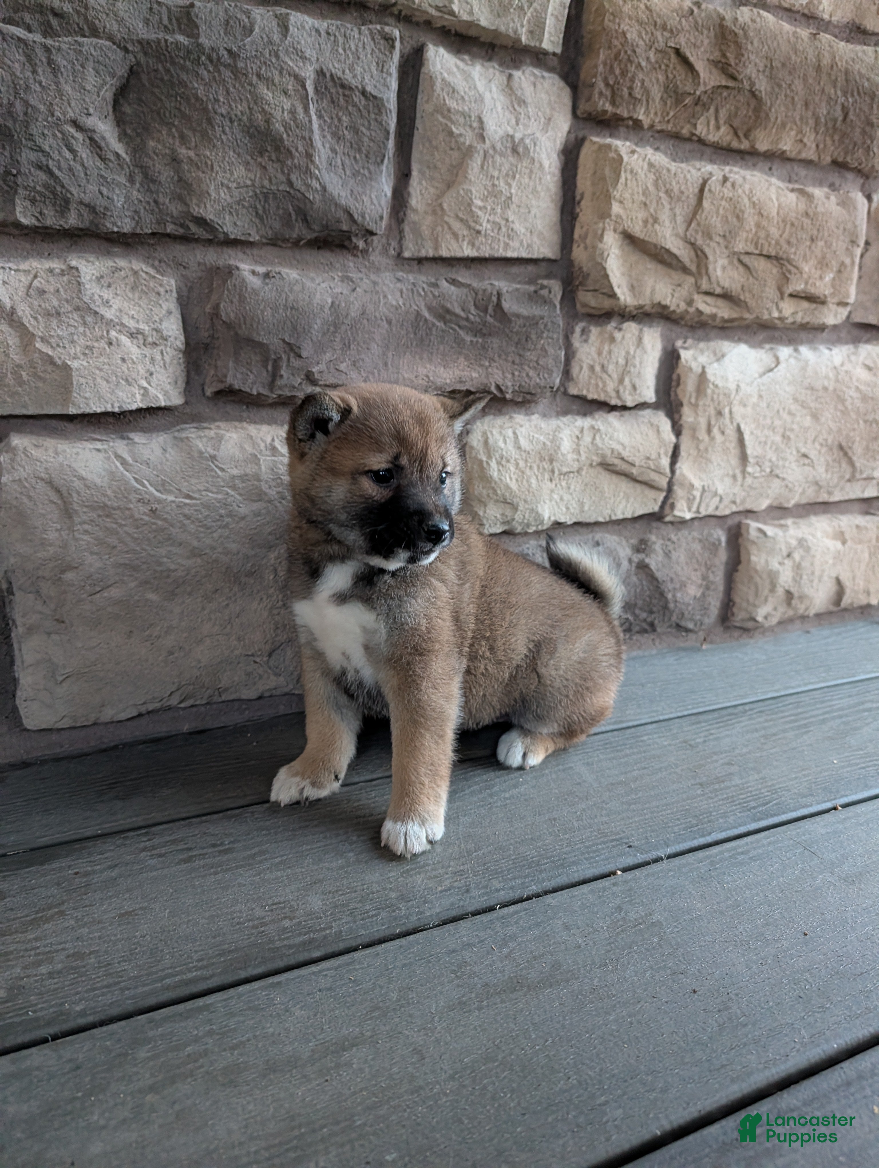 Shiba Inu dogs for sale: Toby - Ad 2