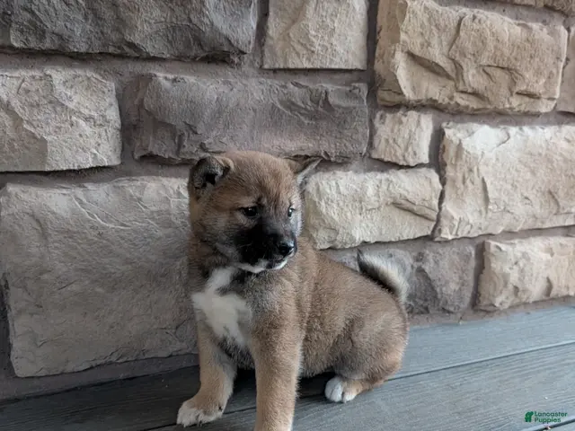 Shiba Inu dogs for sale: Toby - Ad 2