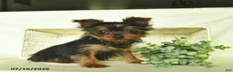 Yorkshire Terrier dogs for sale: Blazer  - Ad 2