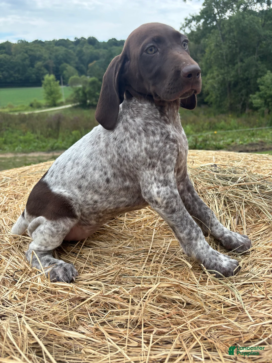 German Shorthaired Pointer dogs for sale: German Shorthaired Pointer 5 - Ad 7