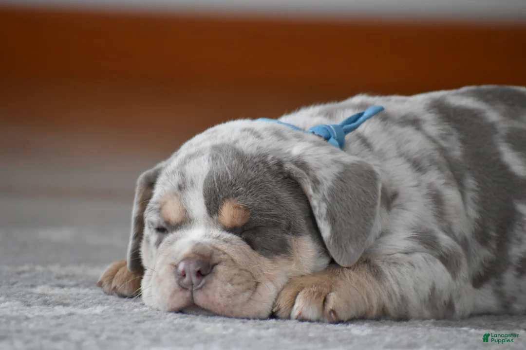 Beabull dogs for sale: Foster - Ad 3