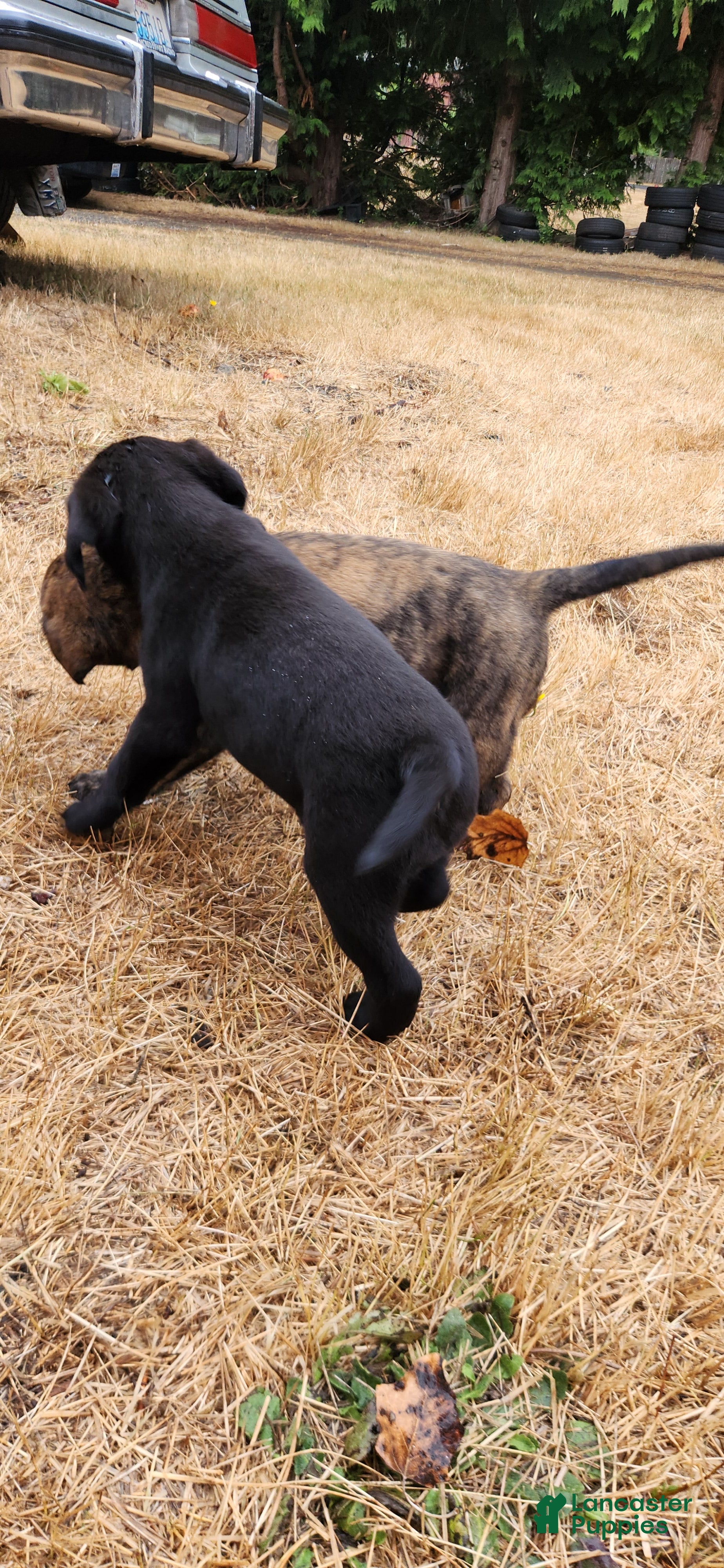 Labrador Retriever dogs Labrador Retriever 9 - Ad 26