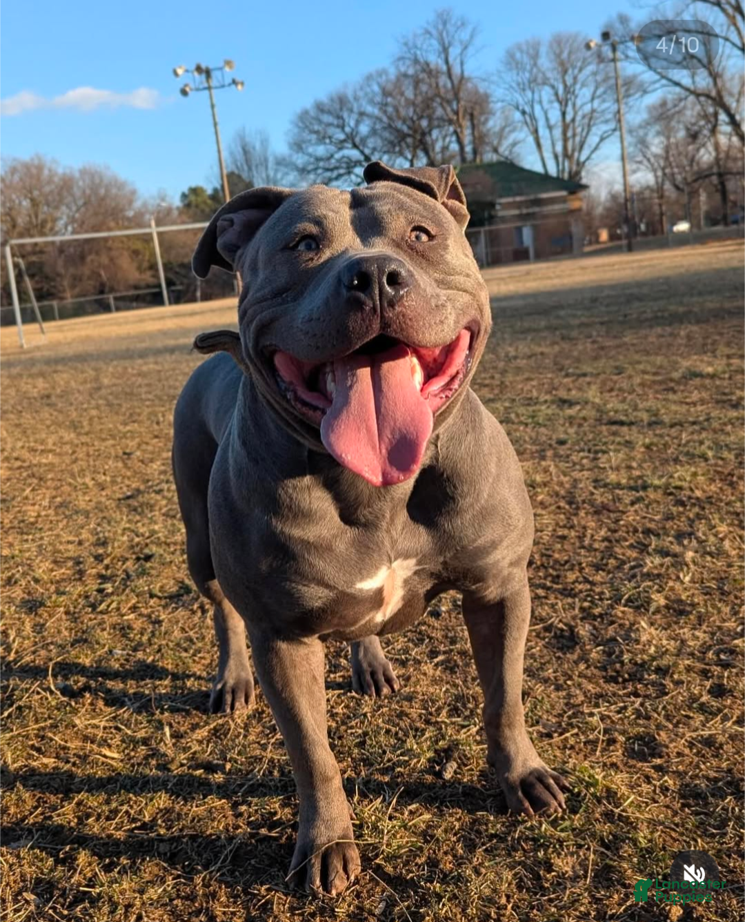 American Bully dogs for sale: King  - Ad 3