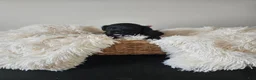 Portuguese Water Dog dogs for sale: Nera - Ad 3