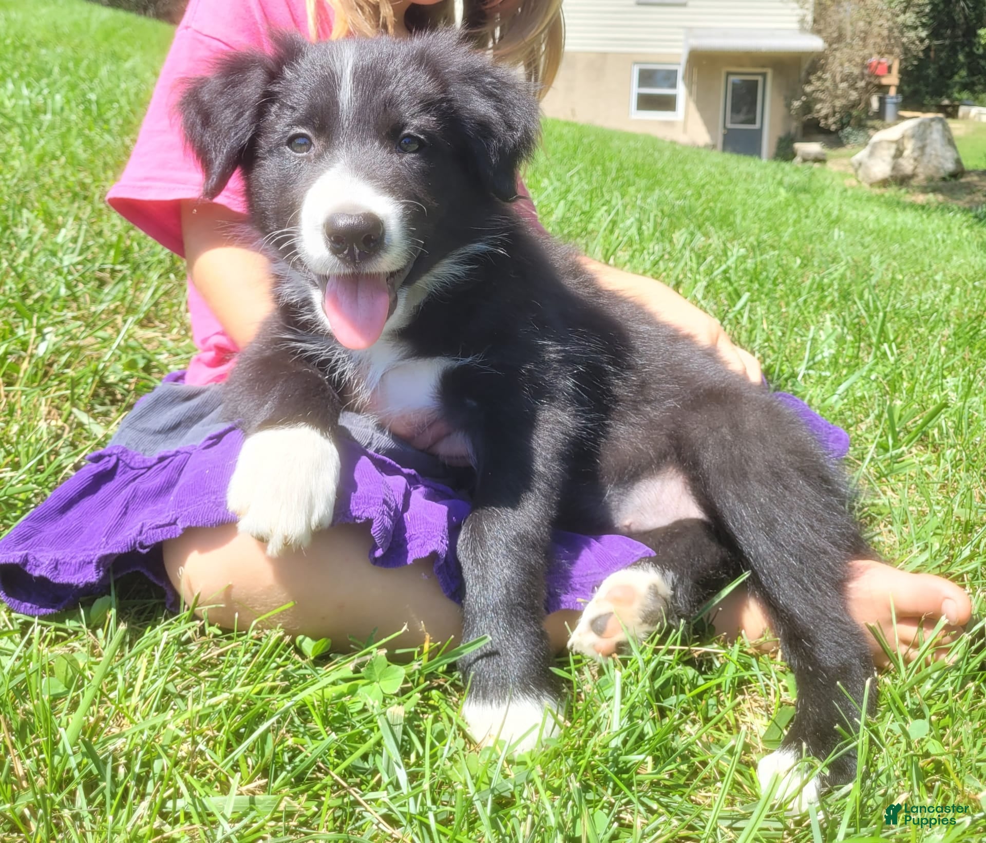 Border Collie dogs Bonnie - Ad 29