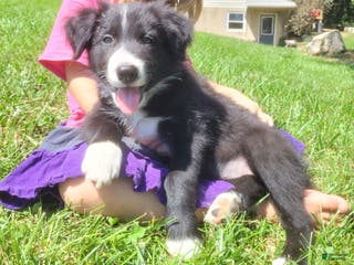 Border Collie dogs Bonnie - Ad 29