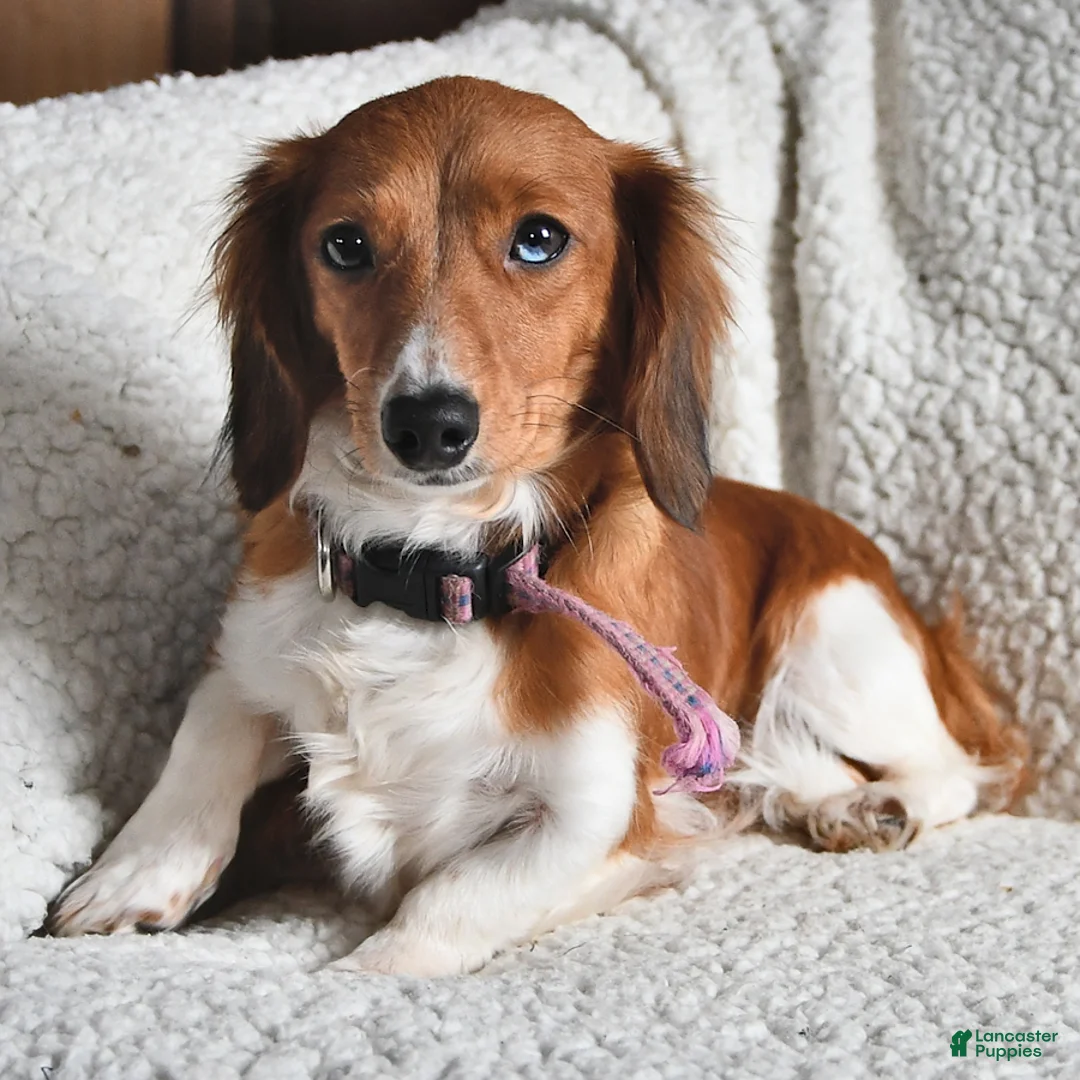 Miniature Dachshund dogs for sale: Kathy - Ad 6